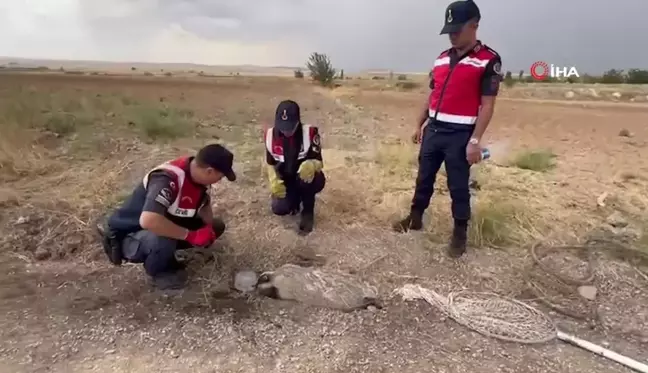 Türkiye'de nadir görülüyordu, yaralı halde bulundu