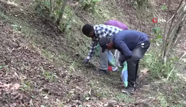 Giresun'da yerli işçi bulunamıyor: Afrikalı öğrenciler fındık bahçelerinde çalışmaya başladı