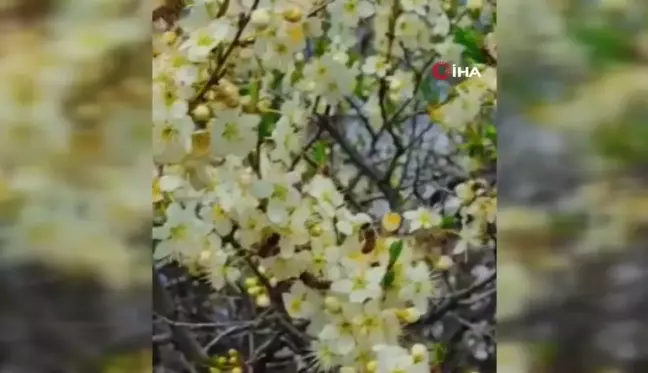 Bal Üreticileri Son 10 Yılın En Verimsiz Sezonunu Yaşadı