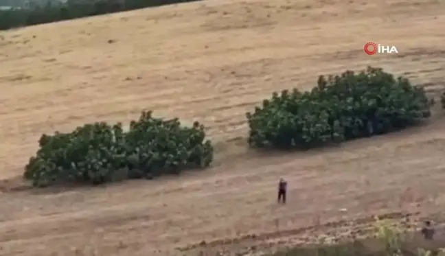 Bursa'da filmleri aratmayan kovalamaca: Şüpheli kaçtı, polis tarlada kovaladı