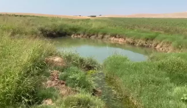 Şanlıurfa'da pamuk tarlalarında obruklar oluştu