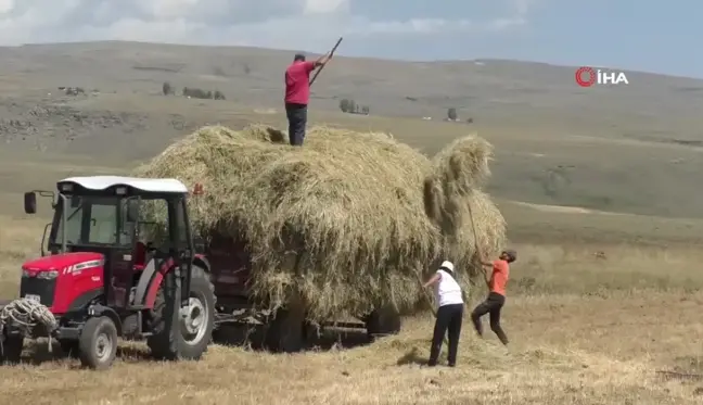 Kars'ta çiftçilerin sıcak havada ot toplama mesaisi