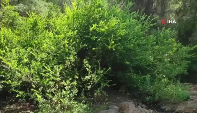 Fethiye'de ormanda terk edilmiş bebek bulundu