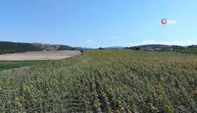 Bilecik'te Yağlık ve Çerezlik Ayçiçeği Hasadı Başladı