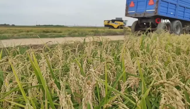 Keşan'da Çeltik Hasadı Başladı