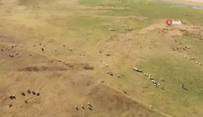 'Kuş Cenneti' Arin Gölü Hayvanların Otlak Alanına Dönüştü