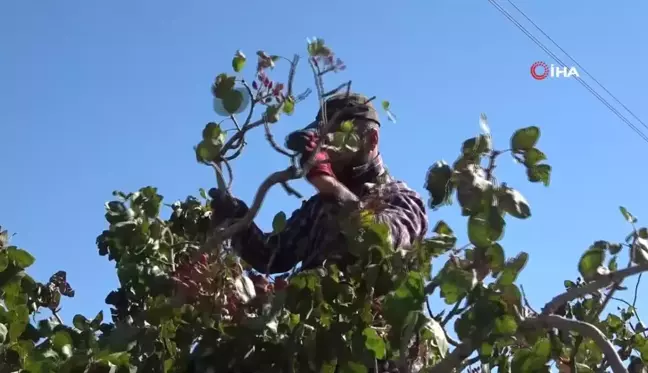 Elazığ'da Antep Fıstığı Hasadı Başladı