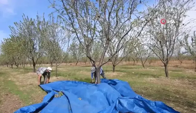 Edirne'de İklim Değişikliğine Dayanıklı Badem Hasadı Başladı