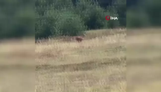 Ardahan'da Dağ Ceylanı Görüntülendi