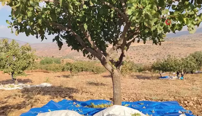 Siirt'te Fıstık Hasadı Verimli Geçiyor