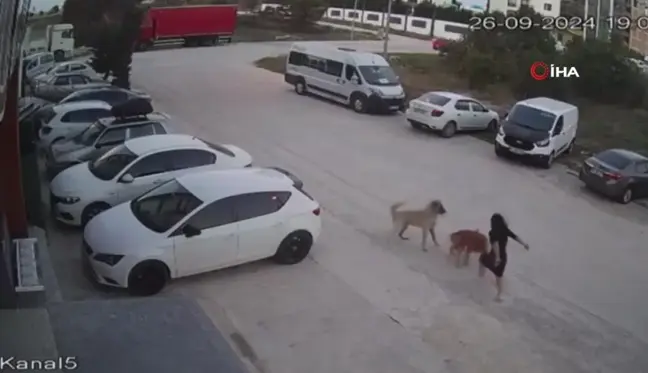 Köpeğini Korurken Saldırıya Uğrayan Kadın Yaralandı