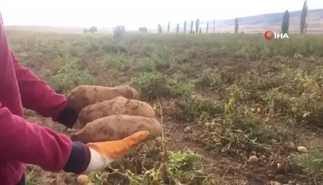 Erzincan'da Patates Hasadı Başladı