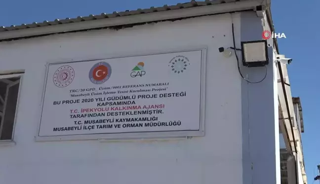 Kilis'in Tescilli Horoz Karası Üzümü Sofralara Ulaşmaya Başladı