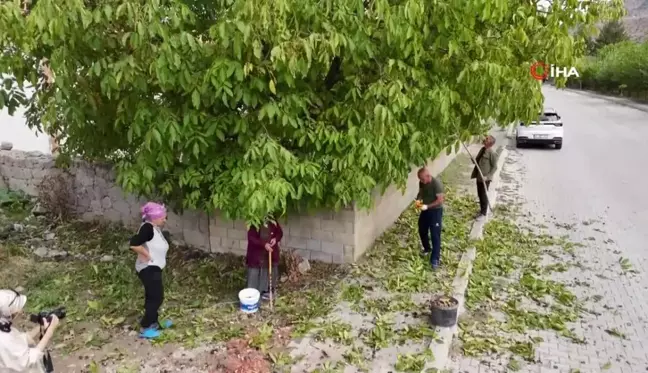 Erzincan Cevizinde Hasat Zamanı Başladı