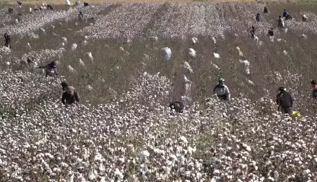 Pamuk Üreticileri Cumhuriyet Tarihinin En Sıkıntılı Dönemini Yaşıyor