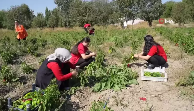 Meslek Lisesi Öğrencileri Sebze Üreterek Ekonomiye Katkı Sağlıyor