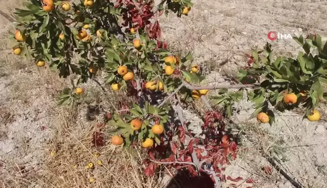 Mersin'de Alıç Hasadı Başladı, Fiyatlar 250 Liradan Başlıyor