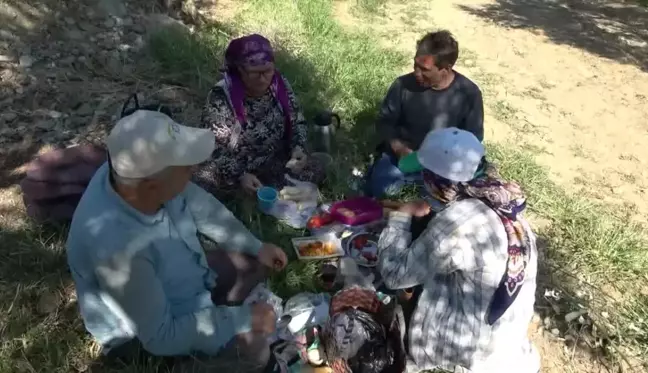 Zeytin Üreticisi İsyan Etti: 