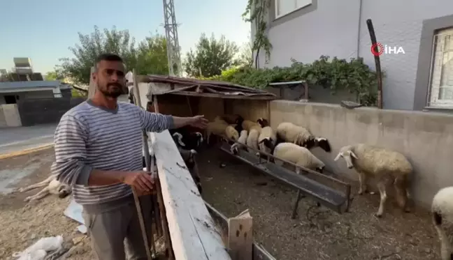 Polis, Depremzedenin Çalınan Koyunlarını Buldu