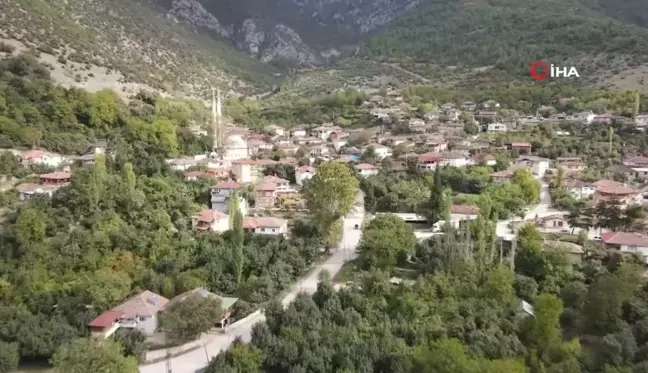 Çiğdemlik Köyü'nde Cennet Hurması Hasadı: 'Sarı Altın' Hızla Yaygınlaşıyor