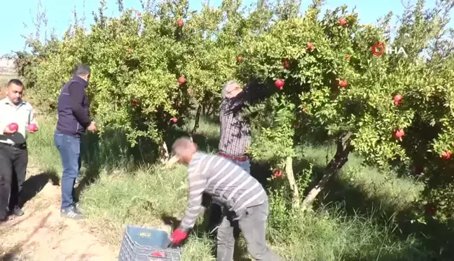 Gaziantep'te Çiftçiler Nar Hasadına Hazırlanıyor