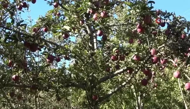 Hobi Olarak Başladığı Meyvecilikte Başarıya Ulaştı