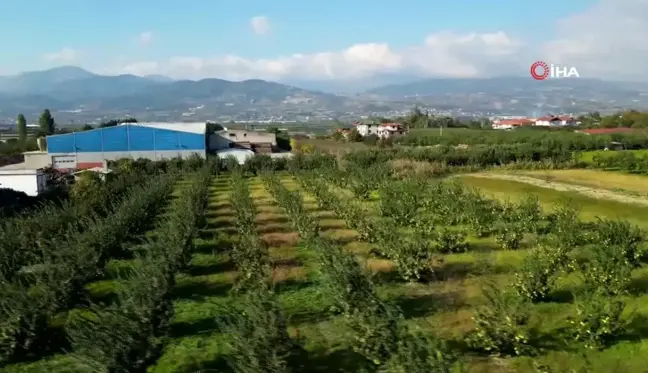 Dünyanın En Kaliteli Ayvası: Sakarya'nın Sarı Elması Hasat Ediliyor