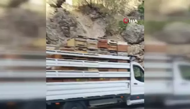 Tunceli'de Kayanın Araca Çarpması Sonucu 10 Arılı Kovan Zayi Oldu