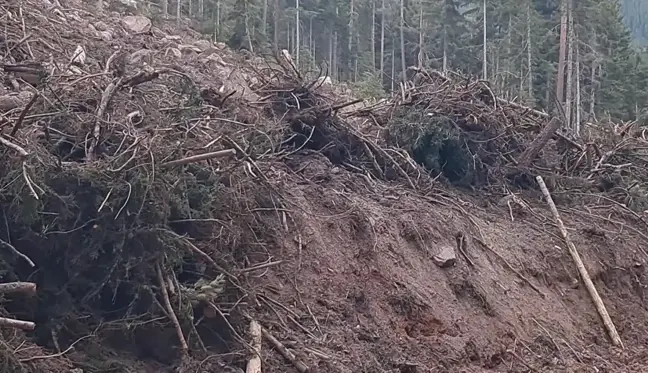 Artvin'de Turizm Sezonu Sonrası Ağaç Kesimi Endişesi