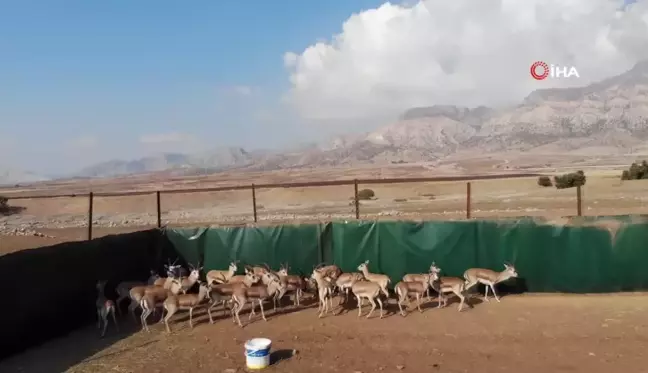 Cudi Dağı'na 30 Nesli Tükenme Tehlikesindeki Ceylan Salındı