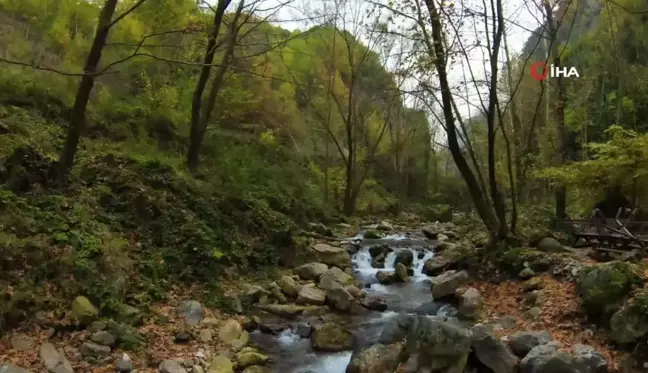 Kocaeli Ormanlarında Sonbahar Renkleri Büyülüyor