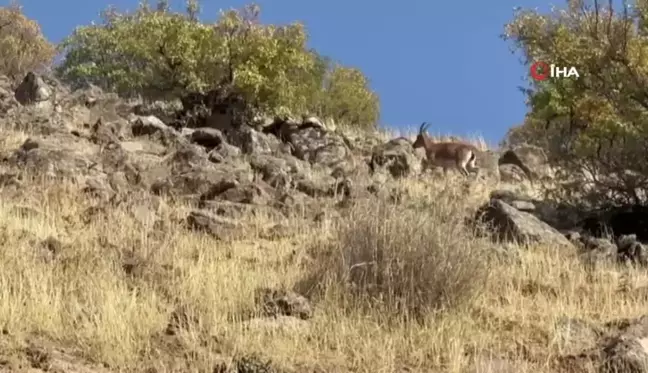 Elazığ'da Koruma Altındaki Dağ Keçileri Görüntülendi