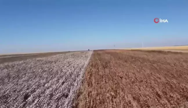 Şanlıurfa'da Doğal Renkli Pamuk Hasadı Başladı