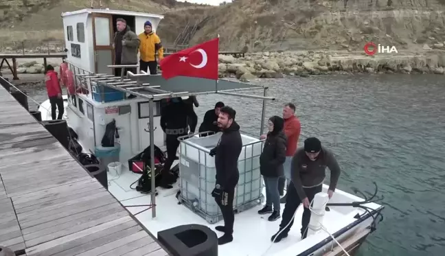 Çanakkale Savaşları'ndan kalma 109 yıllık 'HMS Majestic' batığına 400 ıstakoz salındı