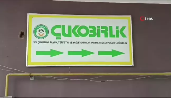 Beyaz Altın Pamukta Rekolte Yüzleri Güldürdü