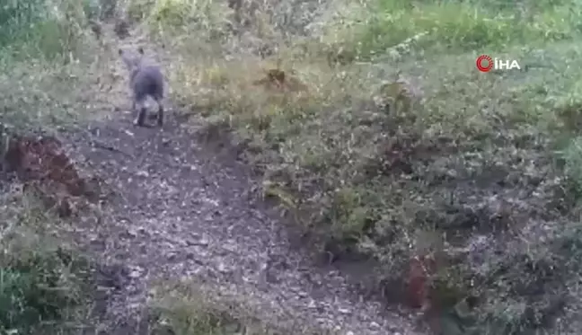 Bolu'da Yaban Hayatı Fotokapanlarla Gözlemlendi