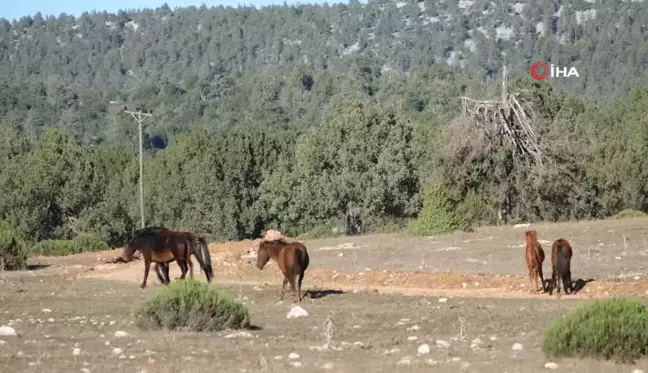 Adada Antik Kenti'nde Yılkı Atları Görsel Şölen Sunuyor