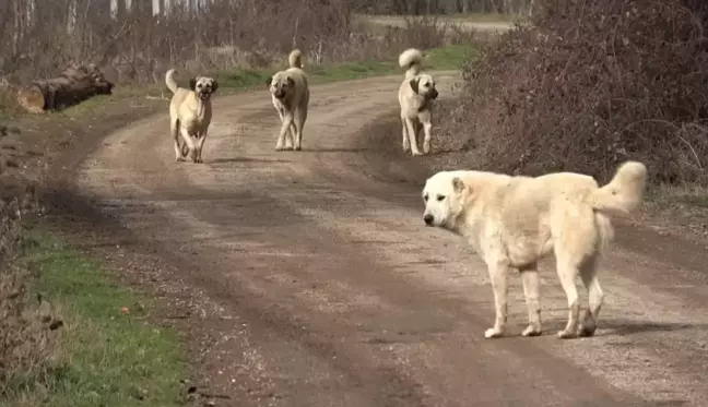 Başıboş sokak köpekleri 'beyaz kanser' tehlikesi yayıyor