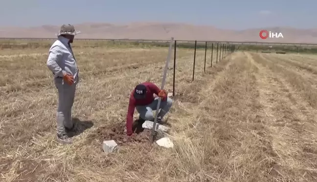 Mardin'de 200 Adet Sertifikalı Fıstık Ağacı Dikti