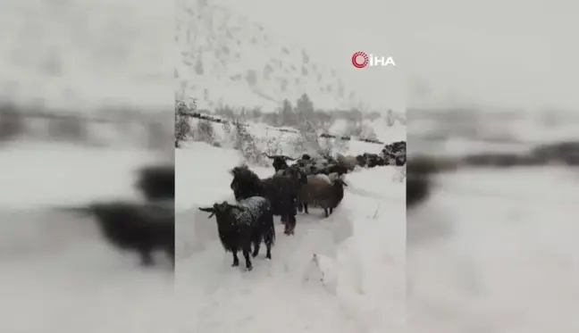 Artvin'de Besicinin Zorlu Kar Yolculuğu