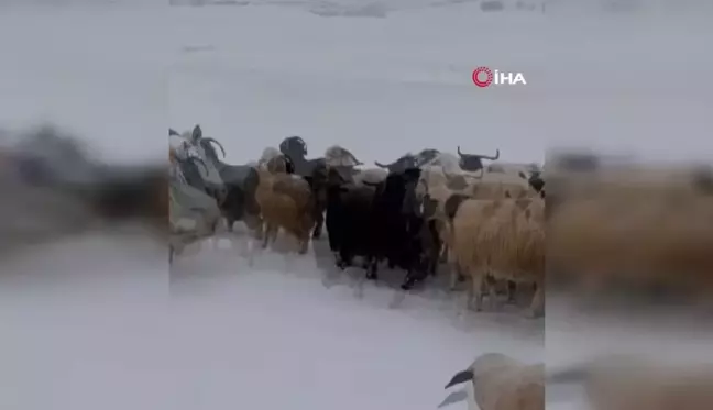 Tunceli'de Koyun Sürüleri Kar ve Tipiyle Mücadele Ediyor