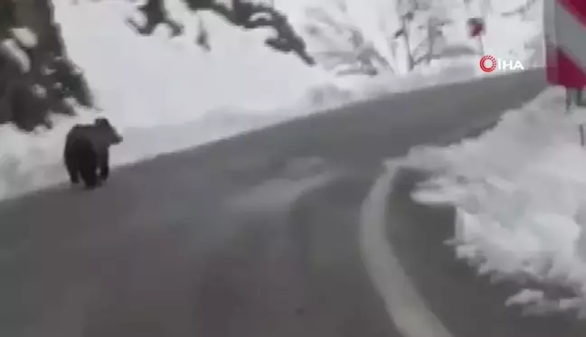 Tunceli'de Kış Uykusunu Unutan Ayı Görüntülendi