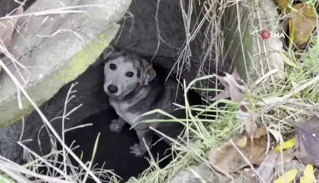 Kuyuya Düşen Sokak Köpeği İtfaiye Ekipleri Tarafından Kurtarıldı