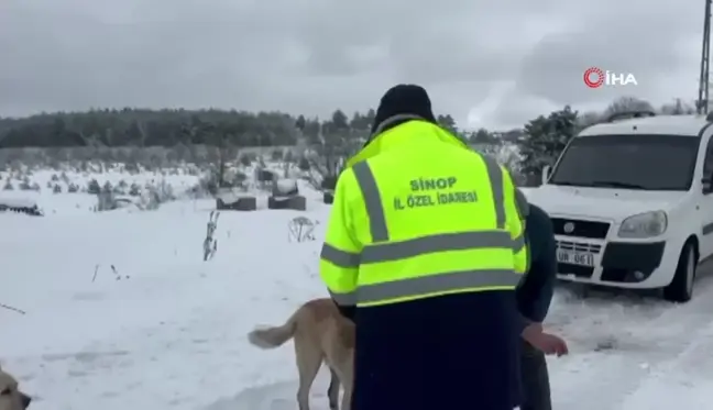 Sinop'ta Evcil ve Yabani Hayvanlara Yem Desteği