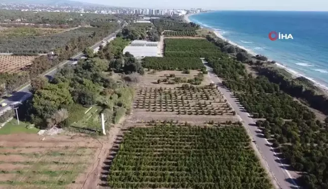 Tarımda zararlılarla mücadele ve verimlilik için milli yazılım: Dronla görüntü alınıyor, yazılım tespit ediyor