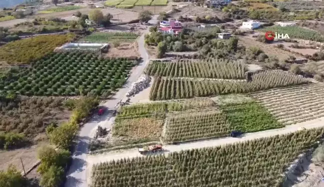 Mersin'de Kış Mevsiminde Domates Hasadı Devam Ediyor