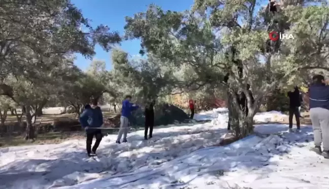 Öğrenciler Zeytin Hasadı Yaparak Eğitim Sürecini Gerçekleştirdi