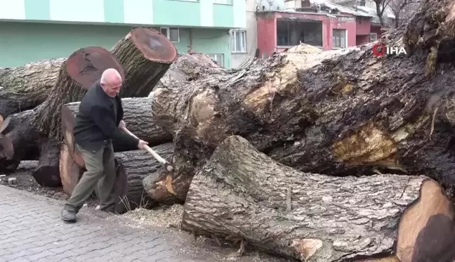 Ceviz Ağaçlarından Sanat Eserleri Yaratıyorlar