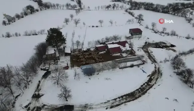 Erzincan'da Erken Yağan Kar, Besicileri Sürüleriyle Geri Dönmeye Zorladı