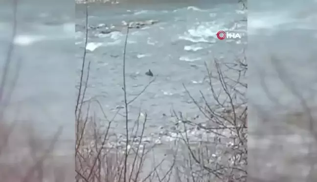 Van'da Su Samurları Alabalık Tesislerine Zarar Verdi